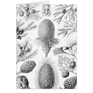 Cartão Ilustração das coníferas de Haeckel