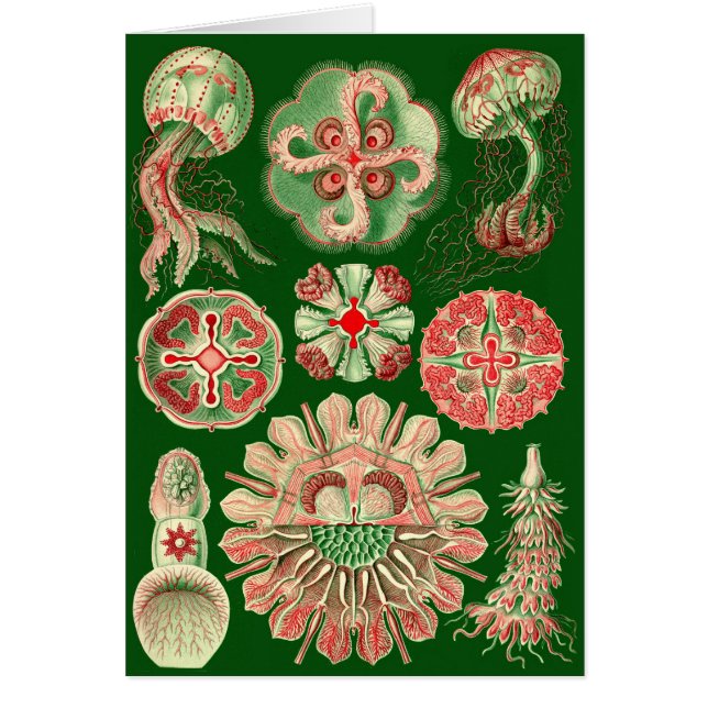 Cartão Ilustração de águas-vivas Haeckel (Frente)