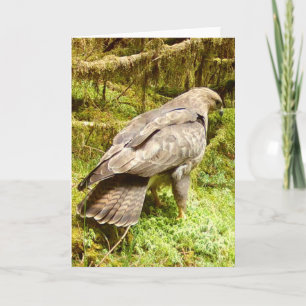 Cartão Ilustração de Amante da Natureza do Falcão Águia M