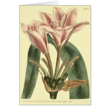 Ilustração de Amaryllis com folhas longas
