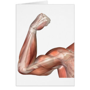 Cartão Ilustração De Braço Flexo Mostrando Bicep Humano