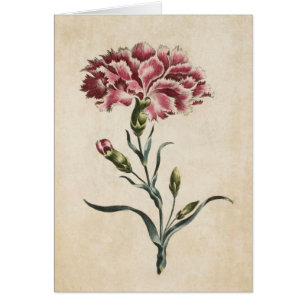 Cartão Ilustração de Cravagem de Planos Botânicos Vint