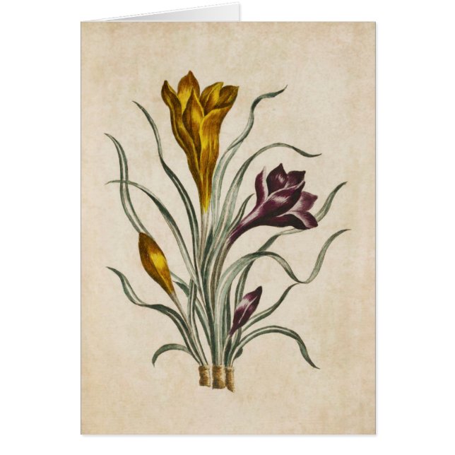 Cartão Ilustração de Croco Floral Botânico Vintage (Frente)
