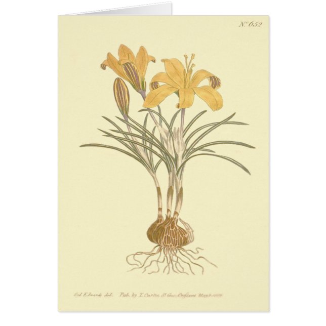 Cartão Ilustração de Crocus de Tecido de Ouro (Frente)
