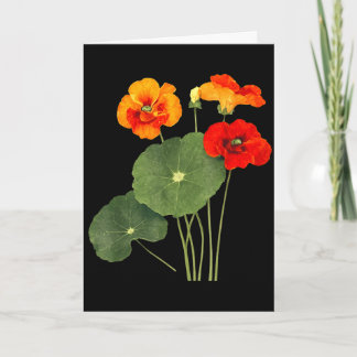 Cartão Ilustração de flor de nastúrtium arte da natureza