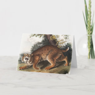 Cartão Ilustração de gato selvagem americano (Lynx rufus)