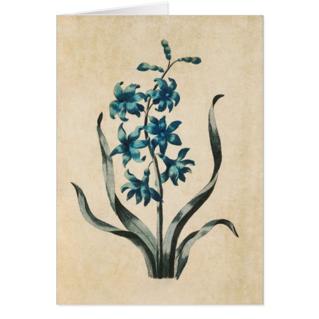 Cartão Ilustração de Hiacnth Floral Botânica Vintage (Frente)