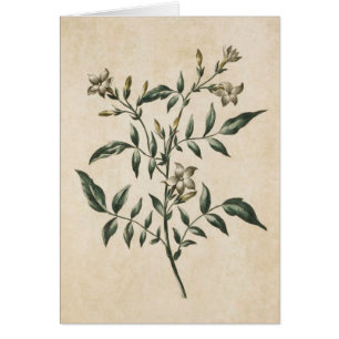Cartão Ilustração de Jasmim Floral Botânica Vintage