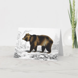 Cartão Ilustração de Livro Vintage Urso Pardo 1849