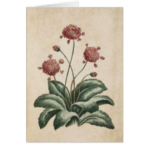 Cartão Ilustração de margarida botânica vítrea