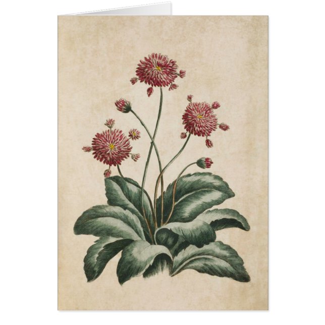 Cartão Ilustração de margarida botânica vítrea (Frente)