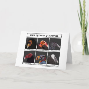 Cartão Ilustração de Novas Vulturas do Mundo