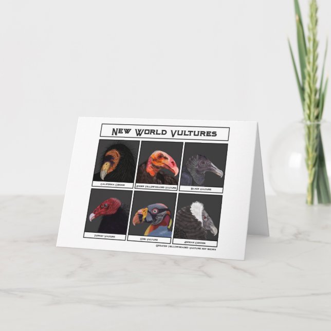 Cartão Ilustração de Novas Vulturas do Mundo (Frente)