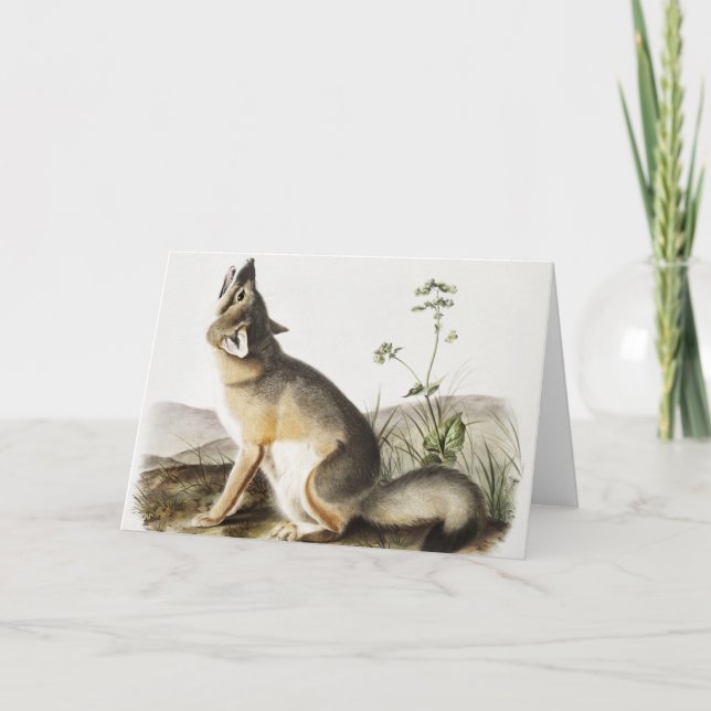Cartão Ilustração de Raposa Swift (Vulpes velox) (Frente)