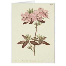 Cartão Ilustração de Rododendro de Folhas Pontilhadas