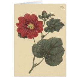 Cartão Ilustração de Seringapatam Hollyhock
