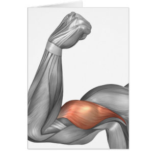 Cartão Ilustração De Um Braço Flexo Mostrando Bicep