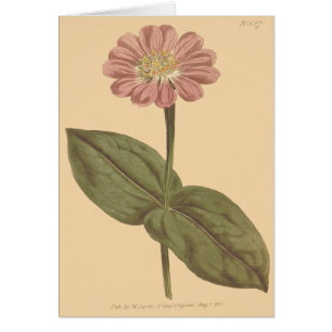 Cartão Ilustração de Zinnia com Cor Violeta
