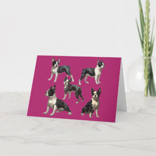 Cartão Ilustração do Boston Terrier