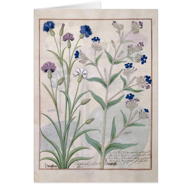 Cartão Ilustração do "livro das medicinas simples" 3 (Frente)