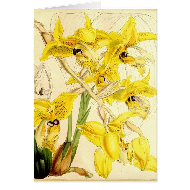 Cartão Ilustração do wardii de Stanhopea (Frente)