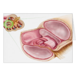 Cartão Ilustração médica da endolinfa