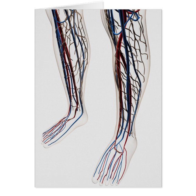 Cartão Ilustração Médica Das Artérias 3 (Frente)