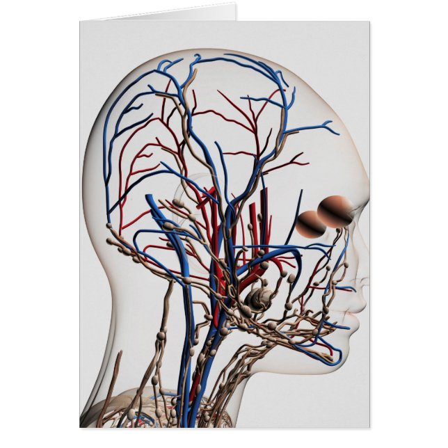 Cartão Ilustração Médica Das Artérias Cabeças 1 (Frente)