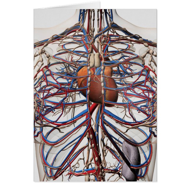 Cartão Ilustração Médica Das Artérias Mamárias (Frente)