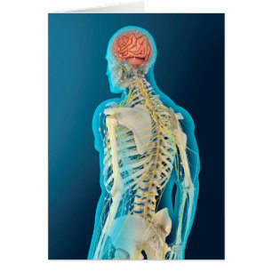 Cartão Ilustração Médica Do Cérebro Humano E Do Cérebro