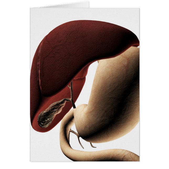 Cartão Ilustração Médica Do Fígado E Do Estômago (Frente)