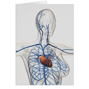 Cartão Ilustração Médica Do Sistema Circulatório