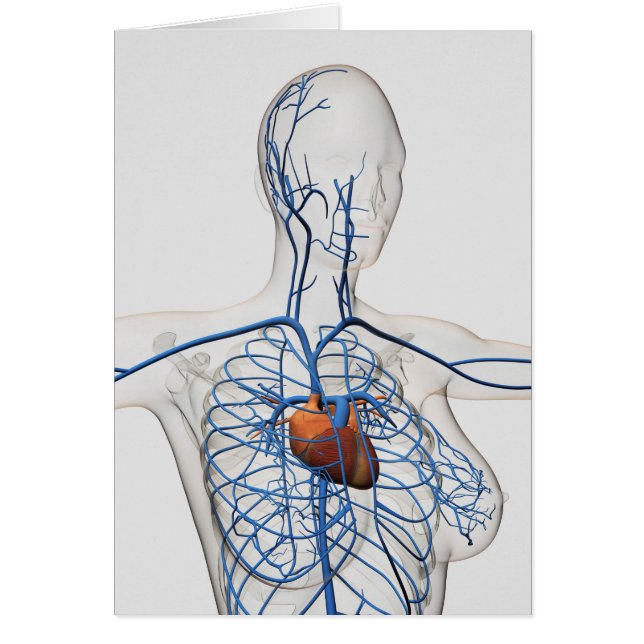 Cartão Ilustração Médica Do Sistema Circulatório (Frente)