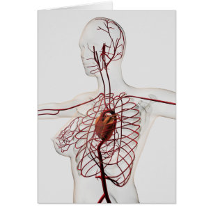 Cartão Ilustração médica do sistema circulatório fêm