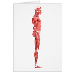 Cartão Ilustração médica do sistema muscular masculino