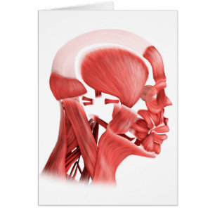 Cartão Ilustração médica dos músculos faciais masculi