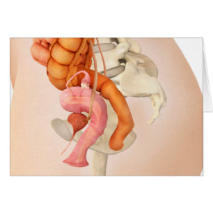 Cartão Ilustração médica dos órgãos genitais fêmeas