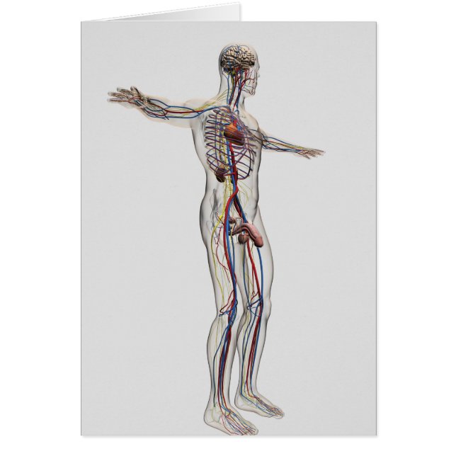 Cartão Ilustração Médica: Sistema de Reprodução Masculino (Frente)