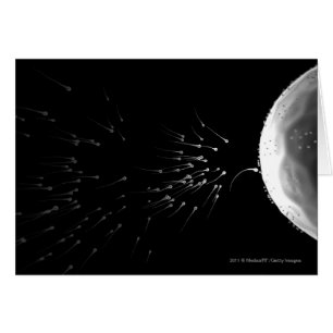 Cartão Ilustração preto e branco da fecundação