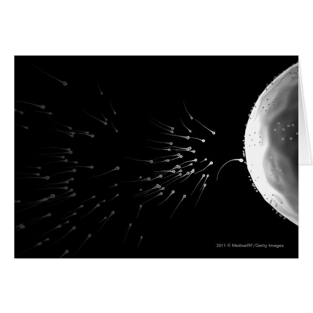Cartão Ilustração preto e branco da fecundação (Frente Horizontal)