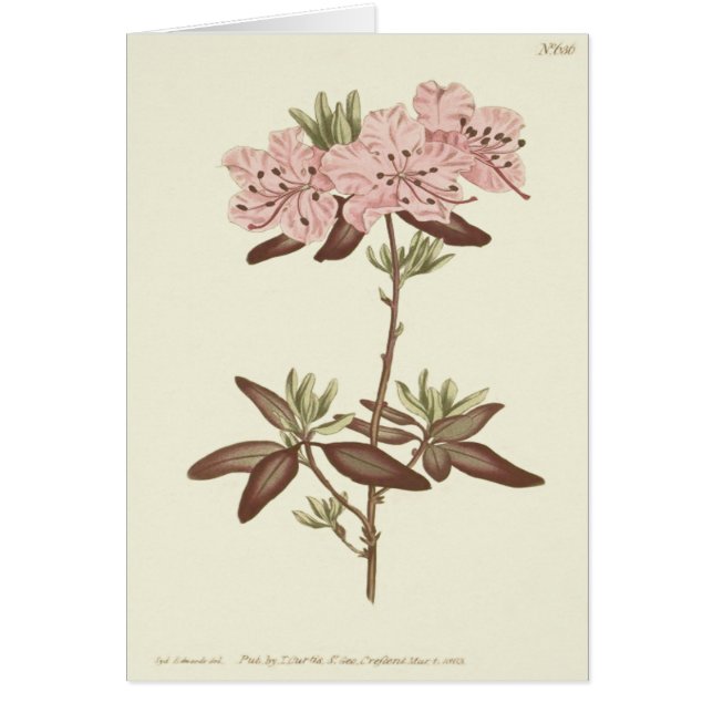 Cartão Ilustração Rhododendron com Folha Pontilhada (Frente)