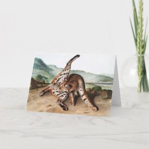 Cartão Ilustração Texan Lynx (Lynx rufus var maculatus)