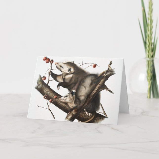 Cartão Ilustração Virginiana Ogambm Didelphis Virginia (Frente)