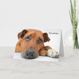Cartão I'm Sorry Dog Card