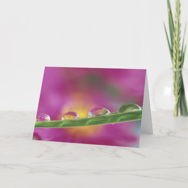 Cartão Image of asters formed in water droplets (Frente)