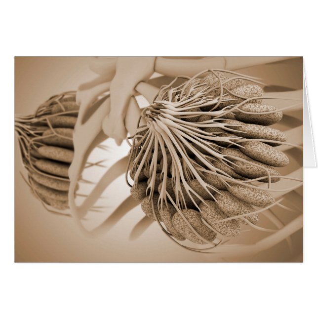 Cartão Imagem Conceitual Da Anatomia Da Mama Das Mulheres (Frente Horizontal)