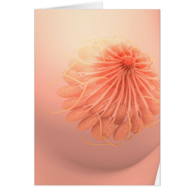 Cartão Imagem Conceitual Da Anatomia Da Mama Feminina 3 (Frente)