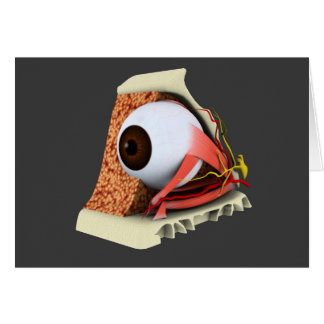 Cartão Imagem Conceitual Da Anatomia Ocular Humana 1