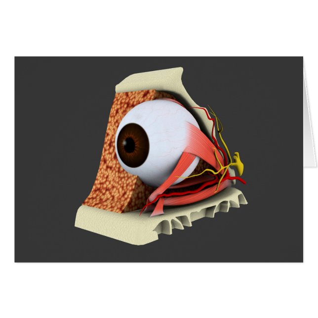 Cartão Imagem Conceitual Da Anatomia Ocular Humana 1 (Frente Horizontal)