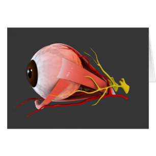 Cartão Imagem Conceitual Da Anatomia Ocular Humana 2